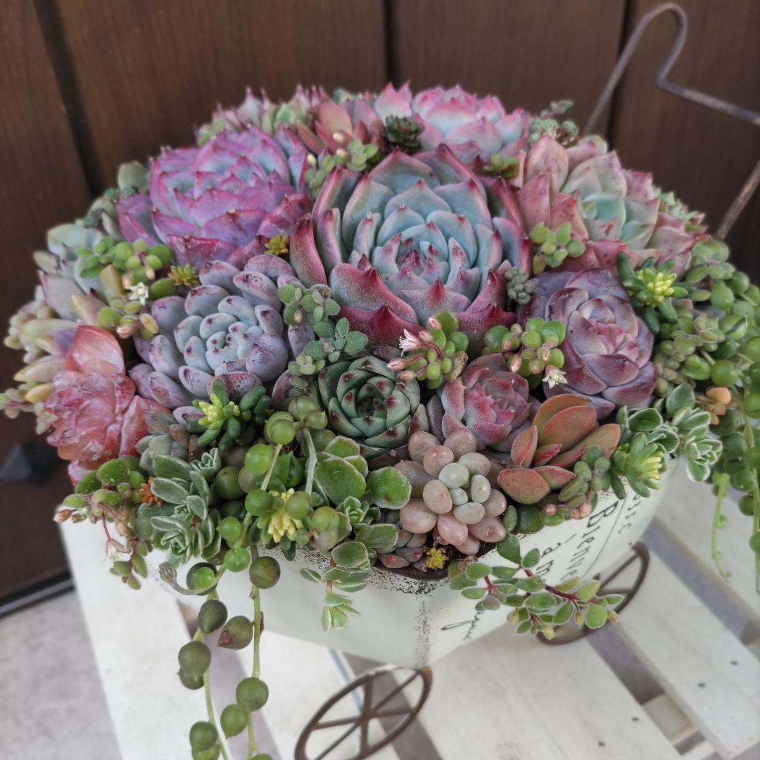 多肉植物 ♡そのまま飾れる寄せ植え♡ブリキカート✩.*˚