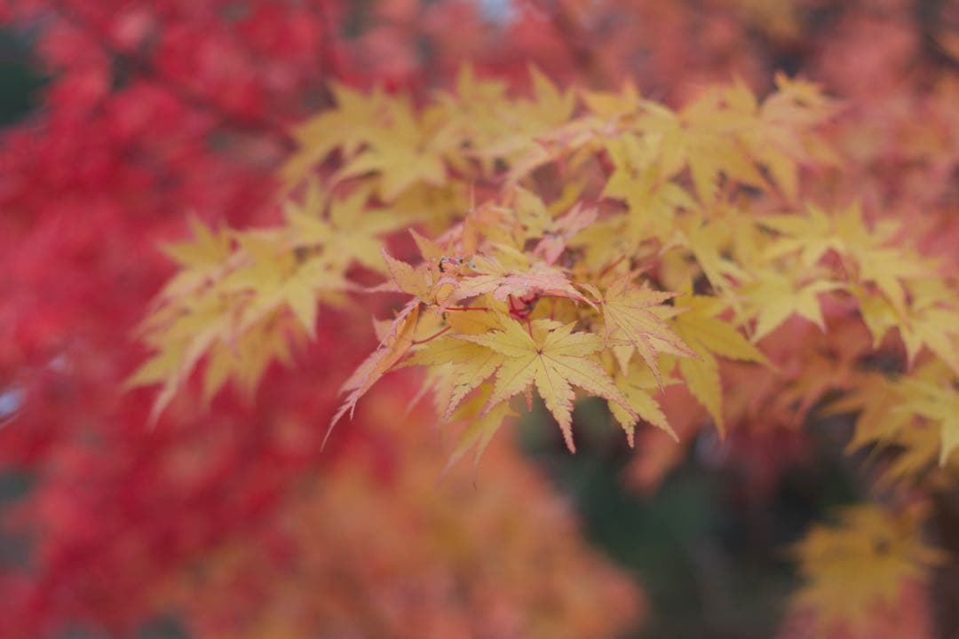 Canon 50mm f/1.8 STM 単焦点レンズ