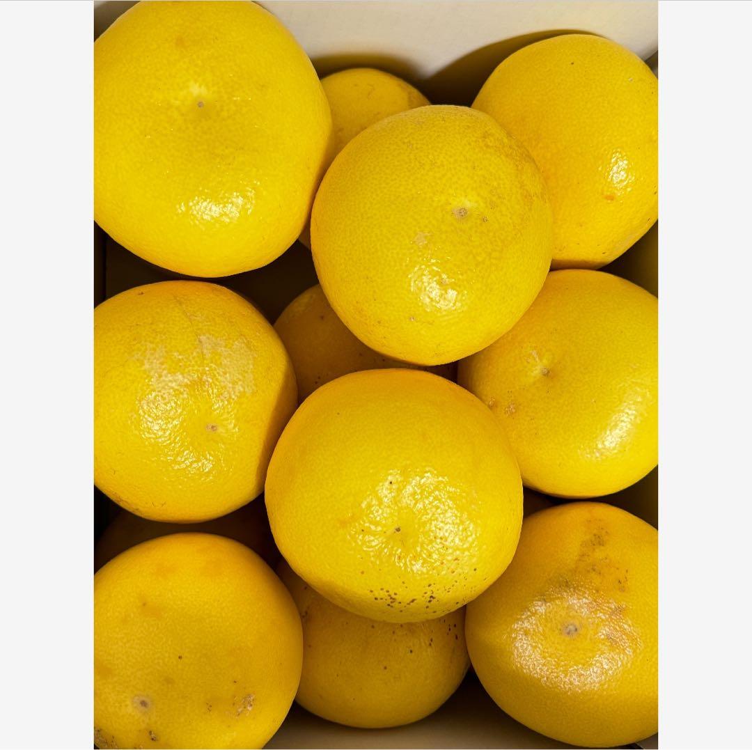 13高知特産 露地栽培 土佐文旦 3L4L文旦 約20kg 大玉 サイズ