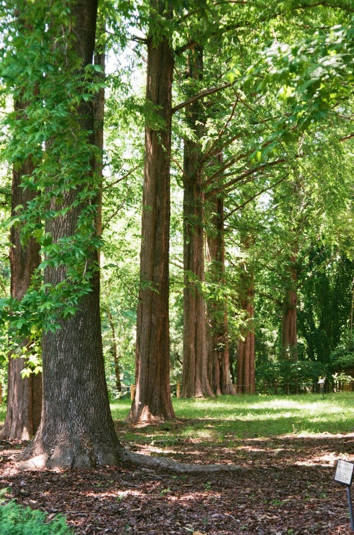 【動作OK 作例あり】Olympus μ Zoom 105 フィルムカメラ