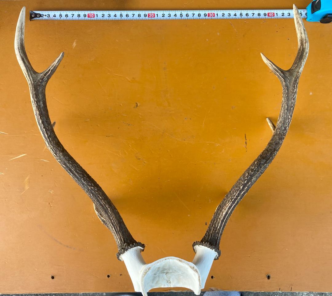鹿の角 ニホンジカ ２個セット　関東産