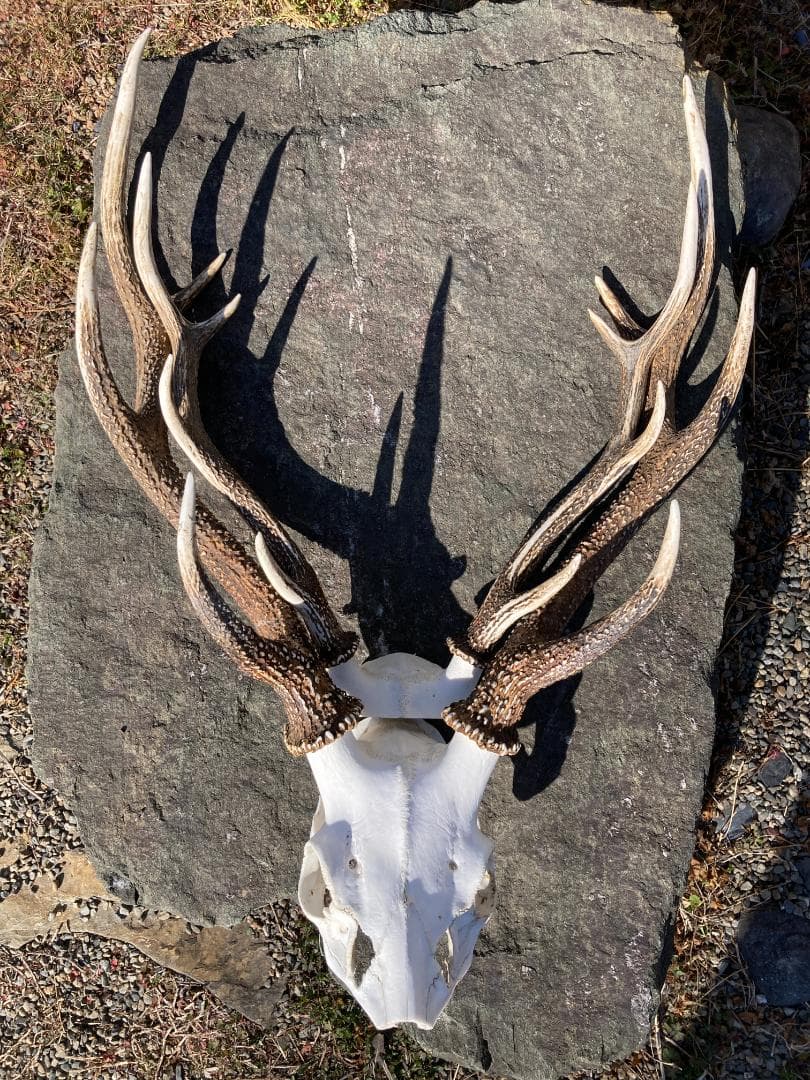 鹿の角 ニホンジカ ２個セット　関東産