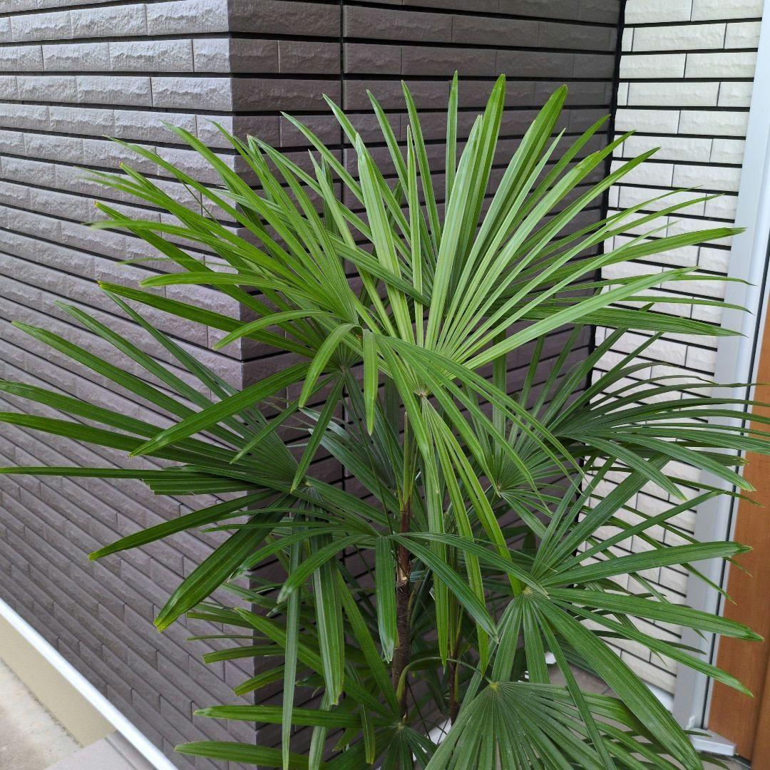 大型！観葉植物　棕櫚竹　シュロチク　開運招福　８号鉢