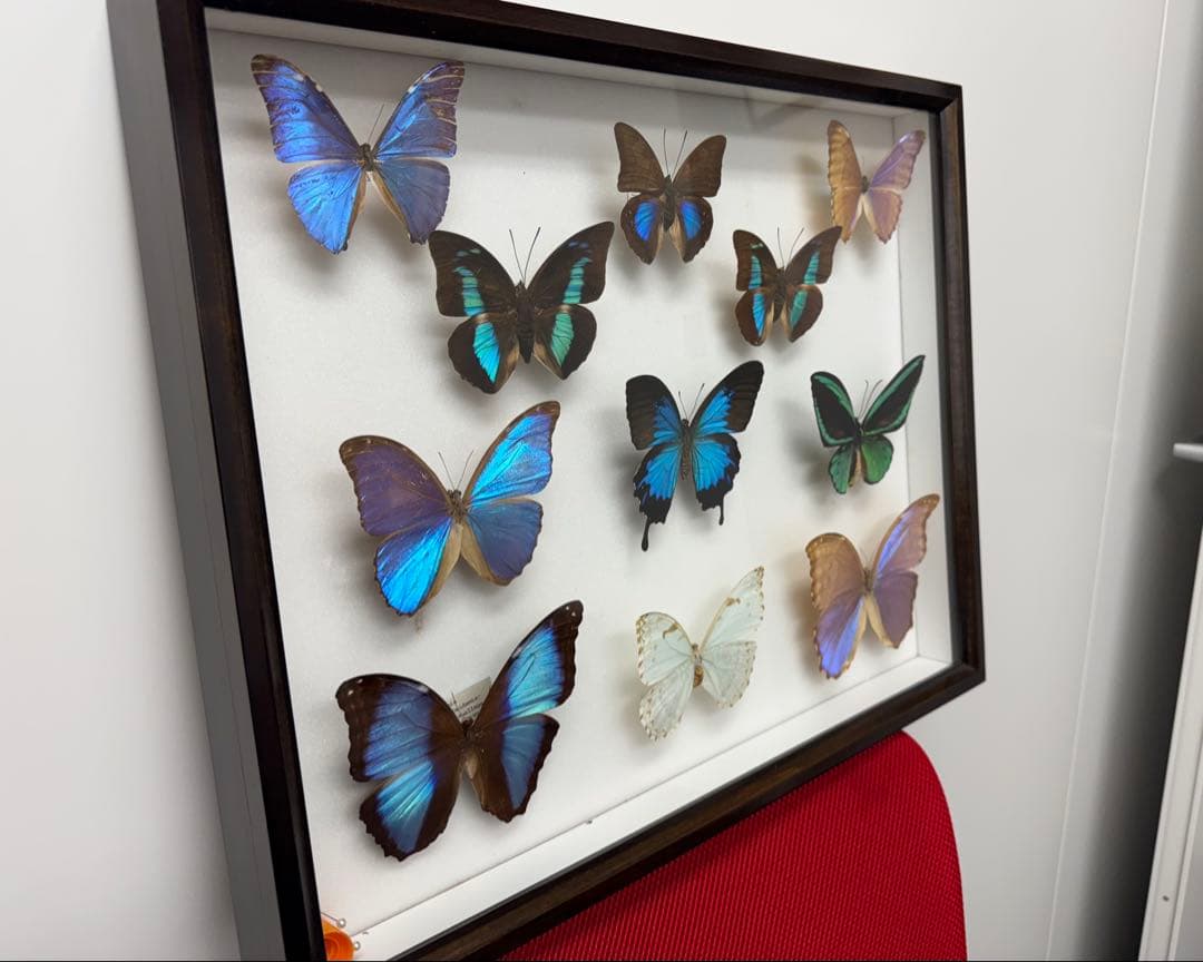 モルフォ蝶 オオルリアゲハ他11匹 標本