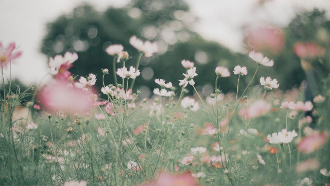 CONTAX（コンタックス）Planar 50mm F1.4