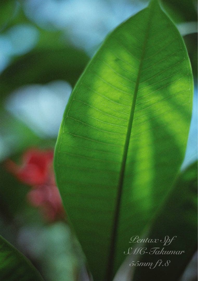 Pentax SPF★完動品＊美品＊試写済★本革外装＊シチリアン・ブルー★絶好調