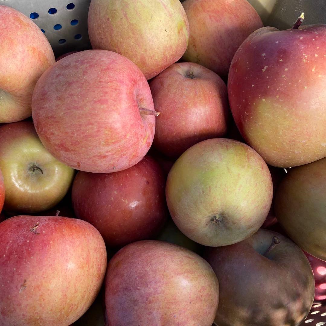 長野県産 加工用りんご 摘果りんご サンふじ 20kg 大量 スムージーに 2