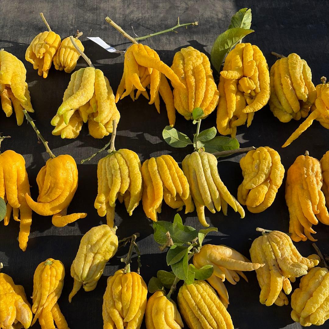 仏手柑　セット