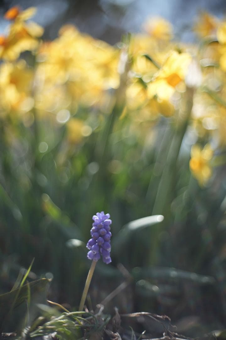 PO3-3M 50mm f2 伝説のシネレンズ スピードパンクロコピー ロシア製