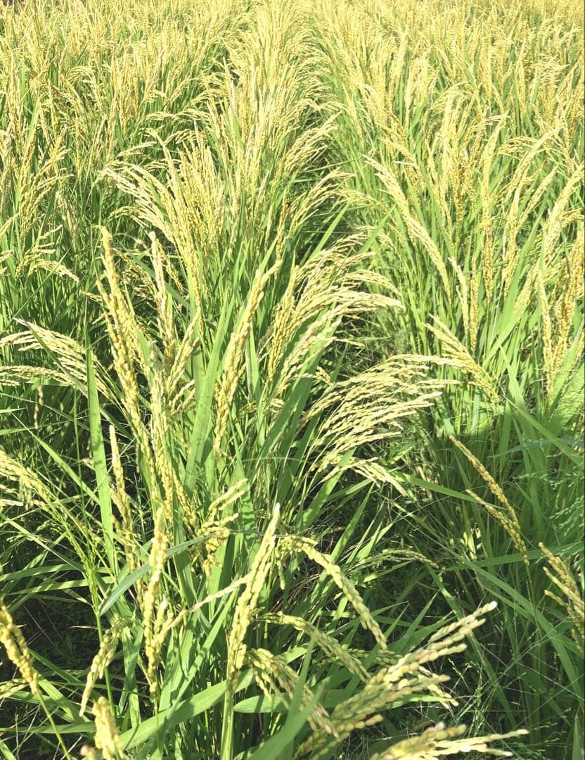 美味しい新米！【精米後１０ｋｇ】令和7年度三重県産コシヒカリ！