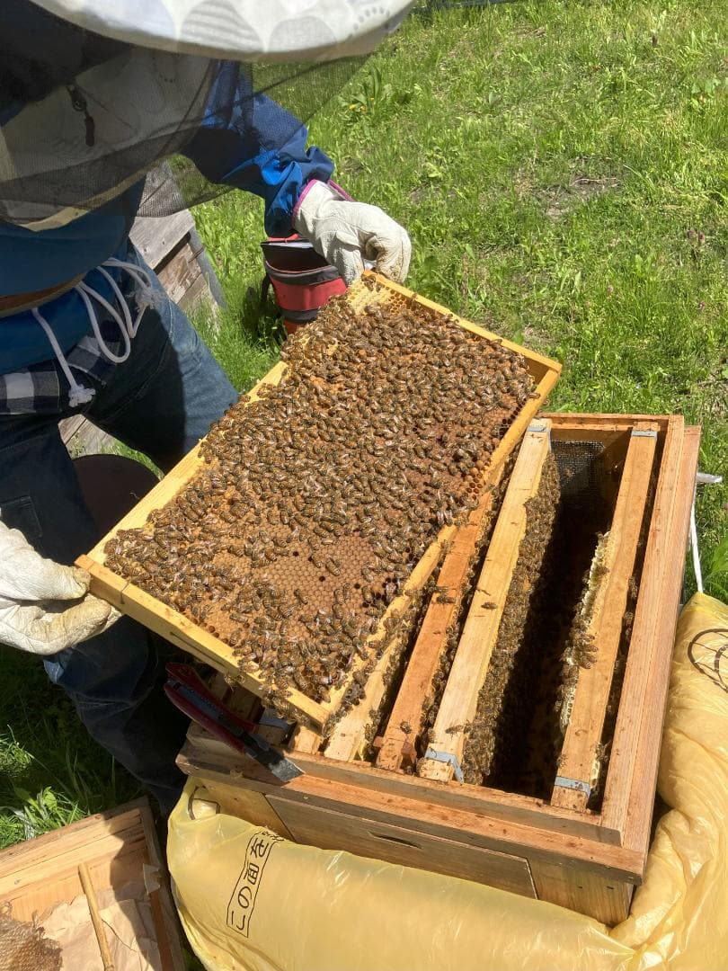 百花蜜 1000g 2本 長野県産 国産蜂蜜 生はちみつ セイヨウミツバチ a