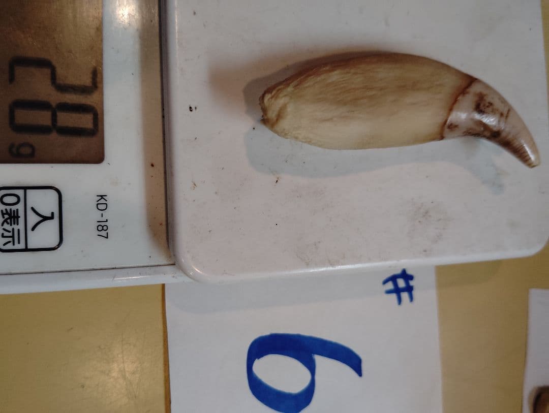 kubota 北海道紋別産 #1.5.6 合計3件