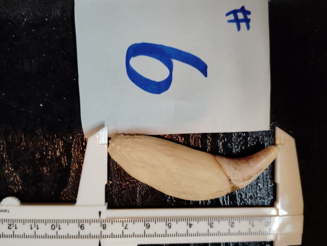 kubota 北海道紋別産 #1.5.6 合計3件