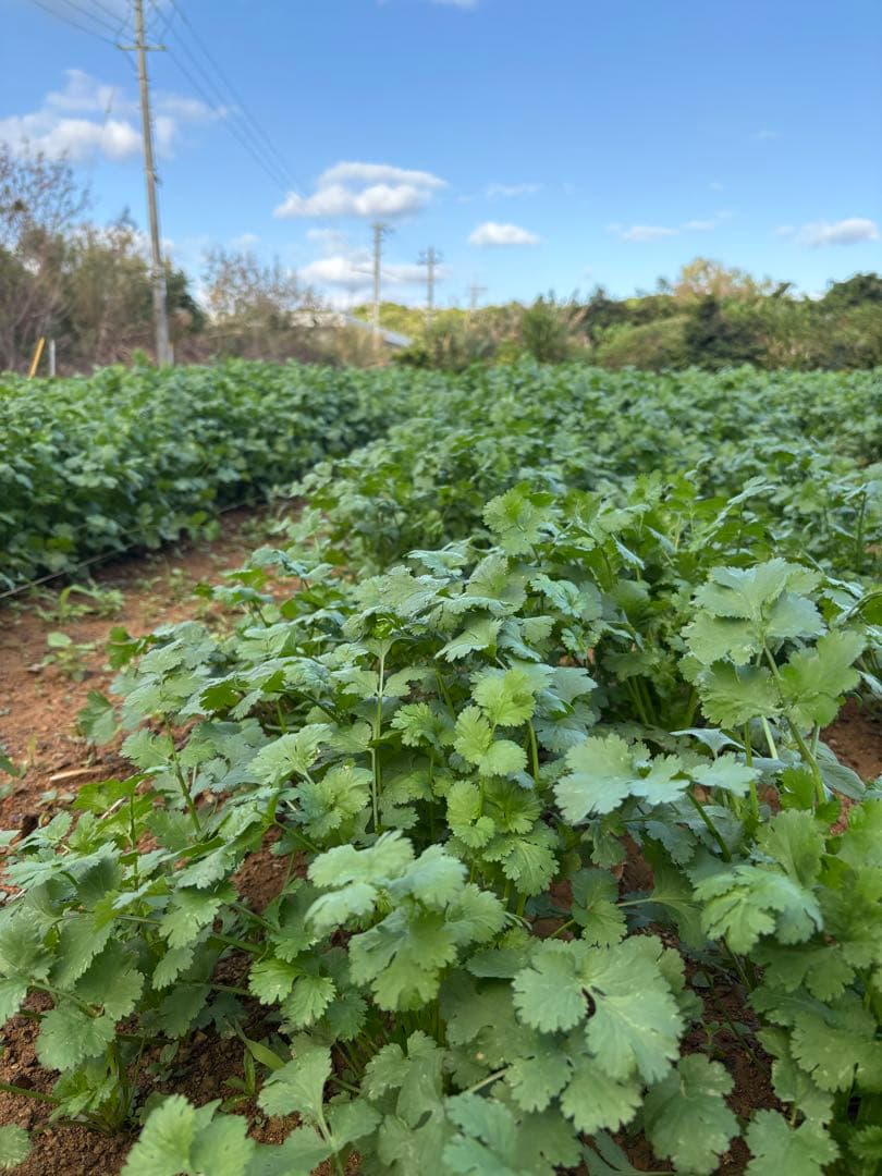 <クール便>パクチー 3kg 香菜/コリアンダー