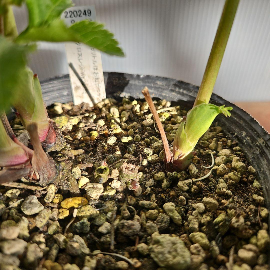 ムック様ご購入苗㉖-114㉖-115クリスマスローズ