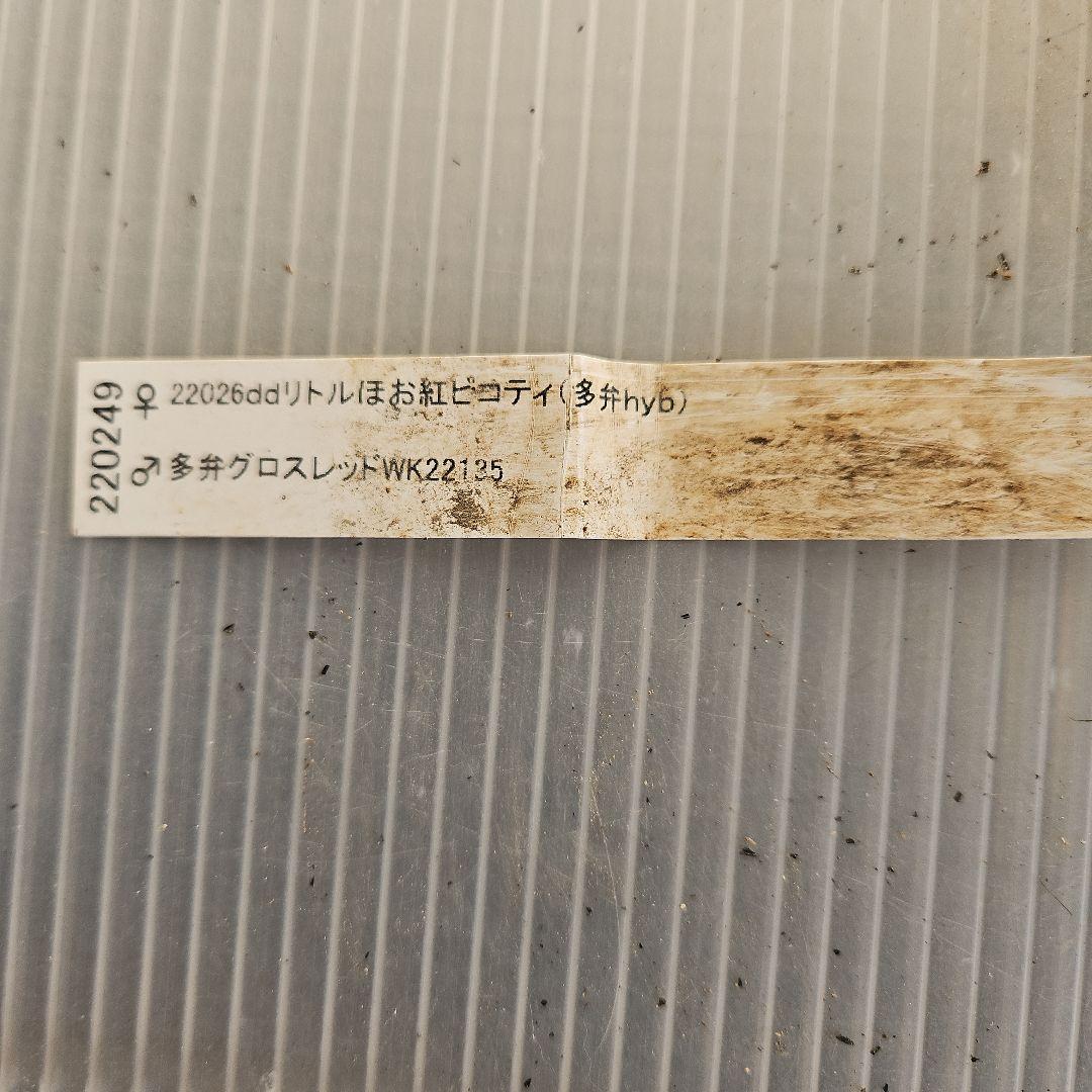 ムック様ご購入苗㉖-114㉖-115クリスマスローズ