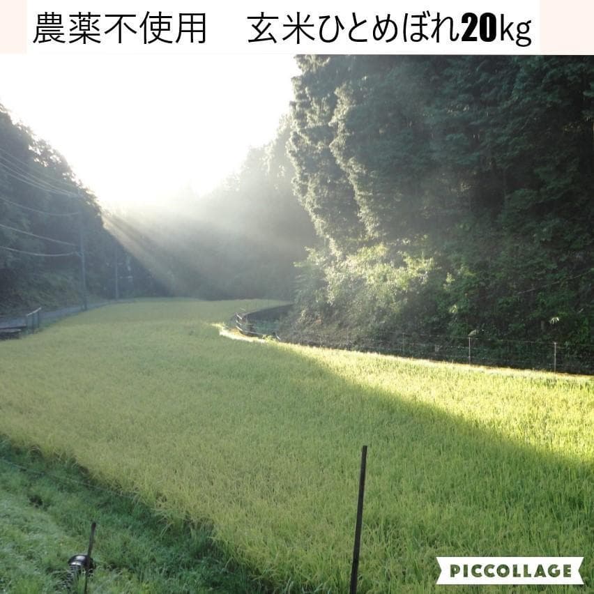 令和7年度 【湧き水栽培】農薬不使用玄米　ひとめぼれ 20㎏　奈良の農家直送