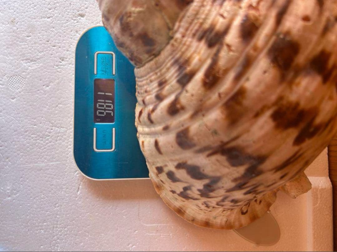 大形　法螺貝　33cm