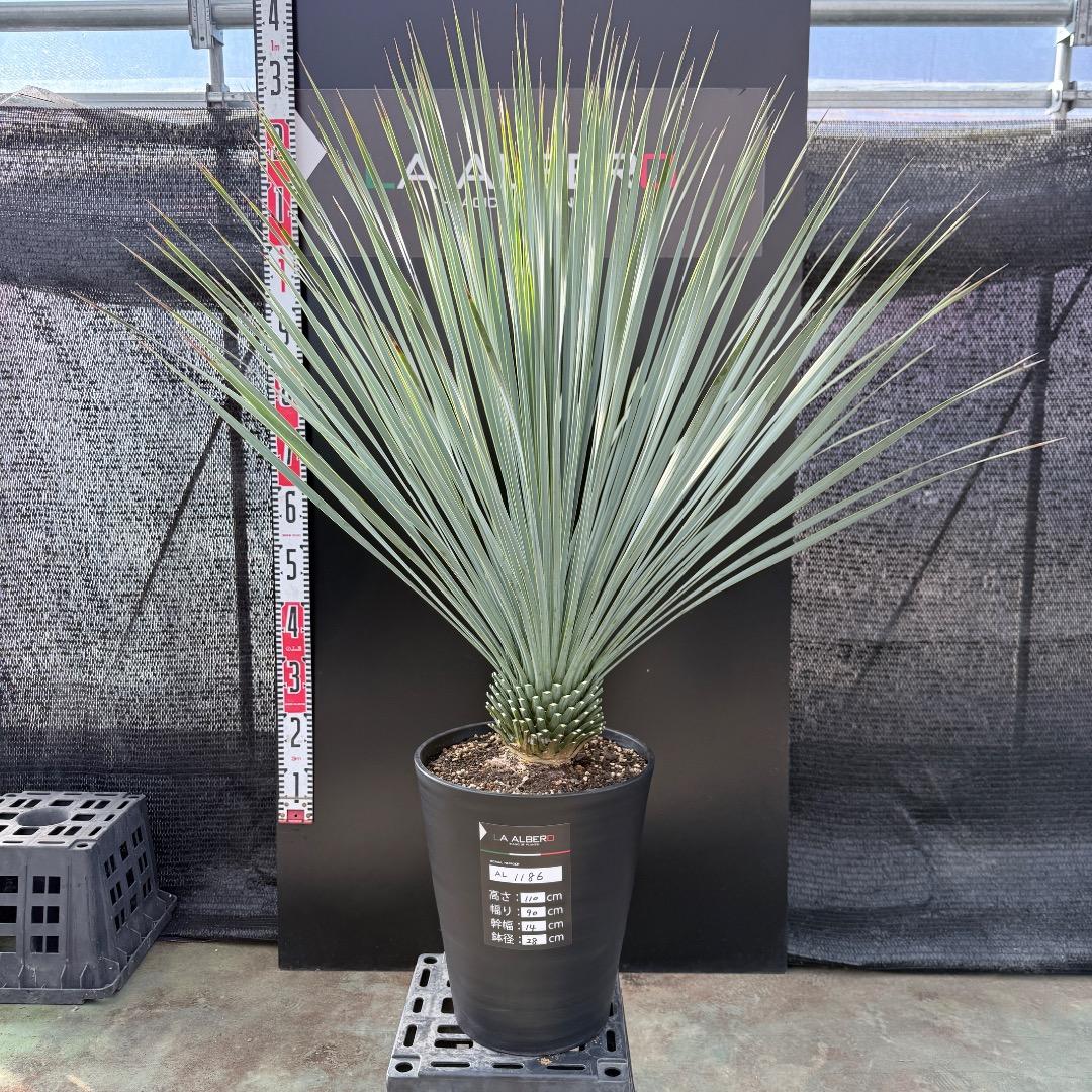 k*u様 【AL1186】ユッカ　ロストラータ　ランチョブルー