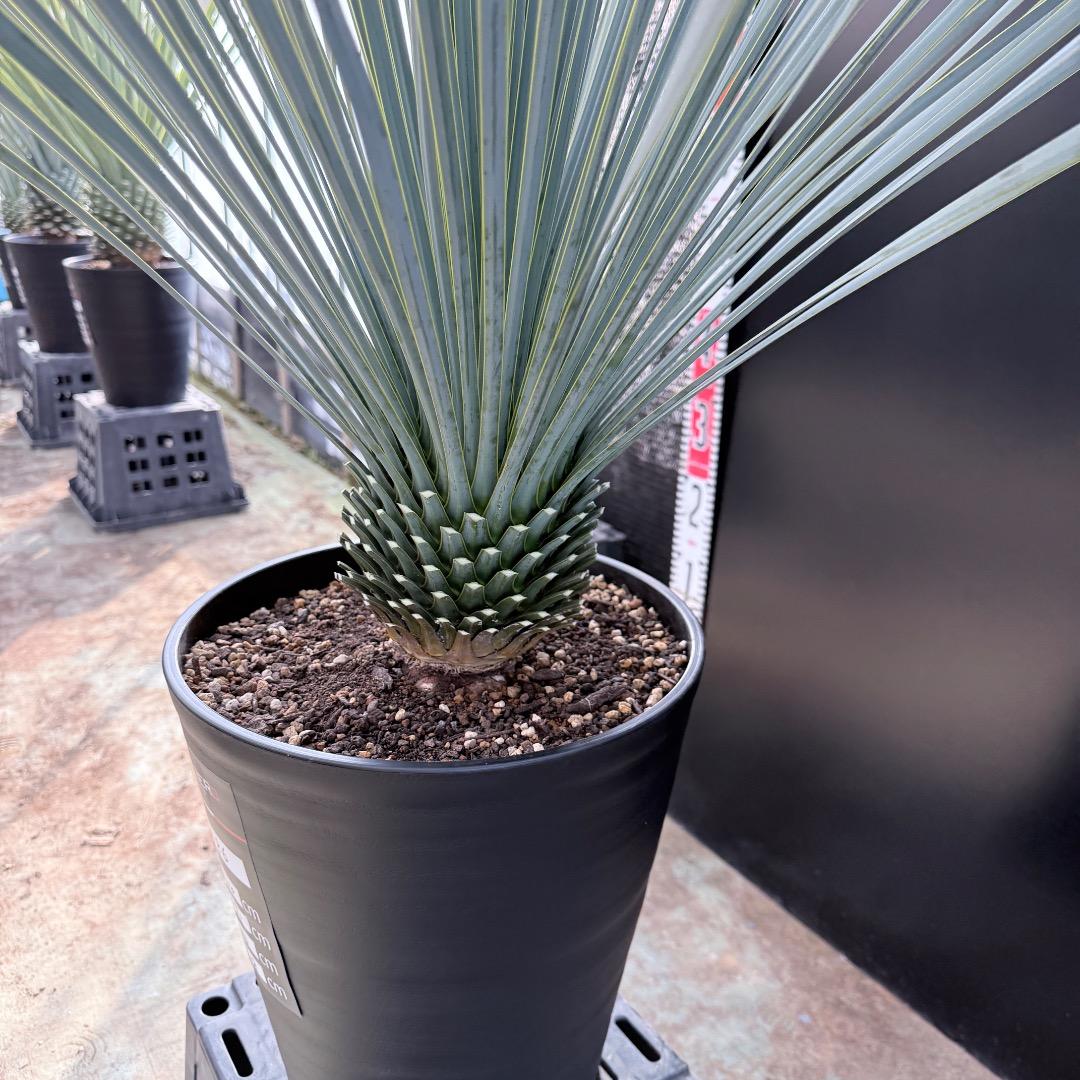 k*u様 【AL1186】ユッカ　ロストラータ　ランチョブルー