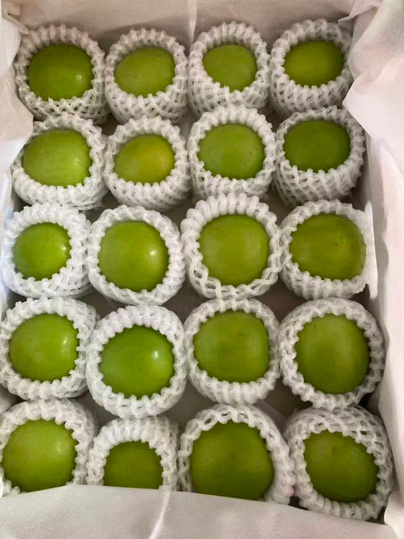 369新鮮台湾ナツメ　台湾青棗 2.5kg前後(１８~24玉)玉数お任せ