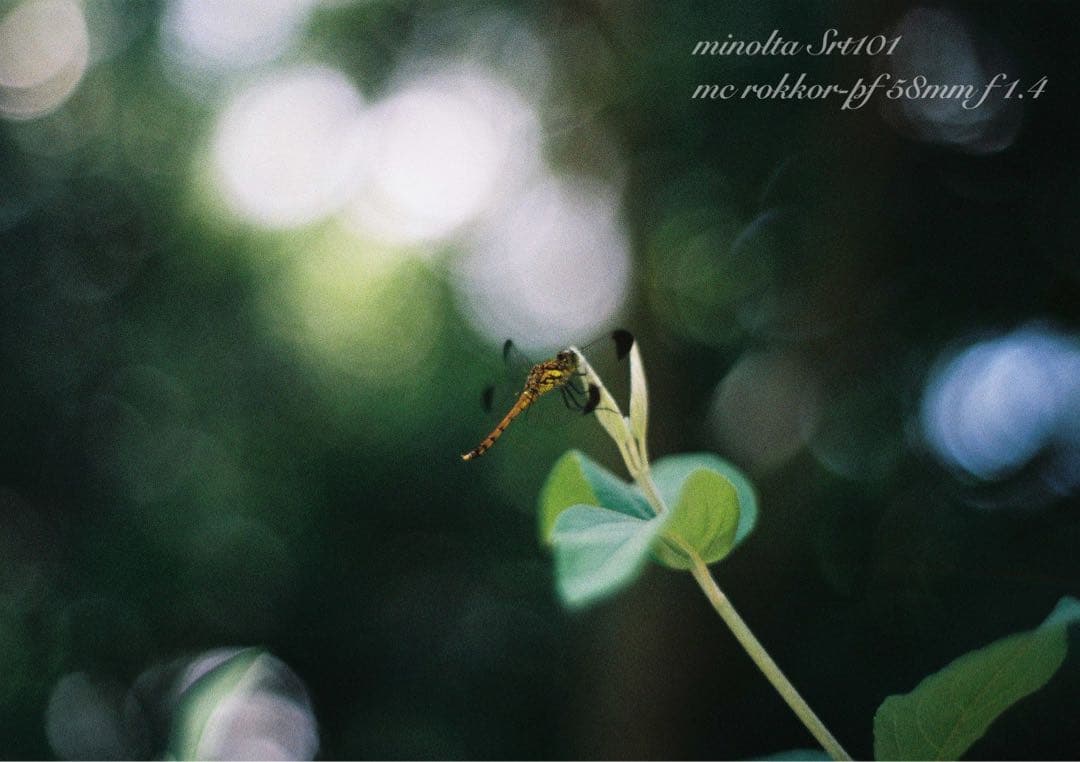 ★ミノルタsrt101★ロッコールf1.4 ★完動品＊美品＊初期保証＊作例多数