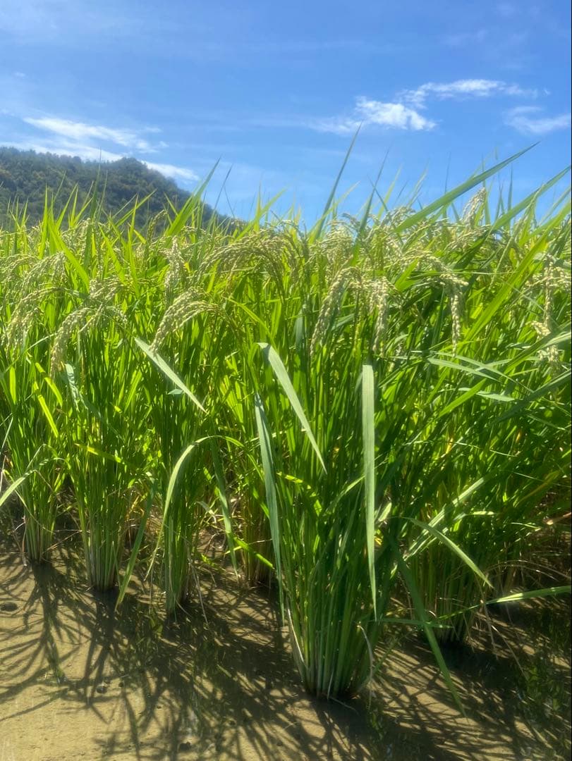 Natural farming自然栽培玄 モンテッソーリー教育 腸脳相関 知育