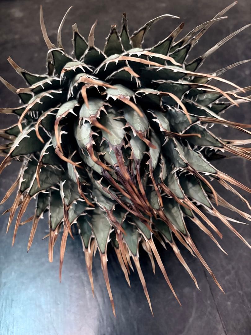 耐寒性アガベ エボリスピナ陽炎◇大株ドライガーデン多肉サボテン　チタノタ　ヤシ