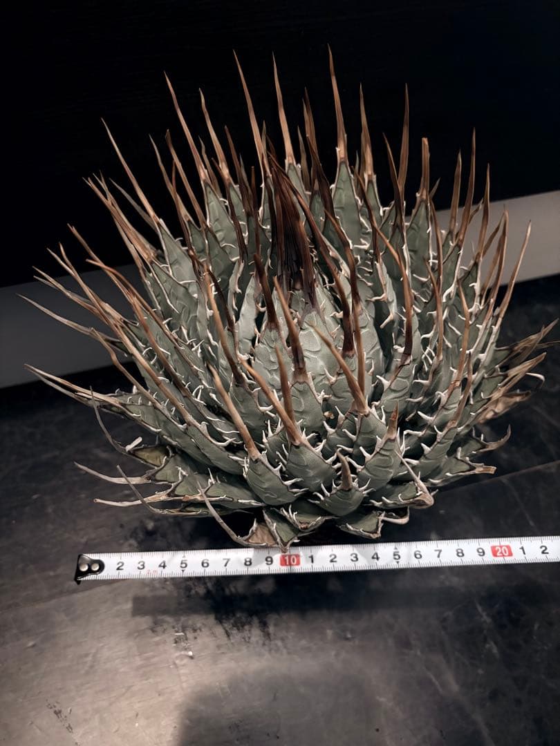 耐寒性アガベ エボリスピナ陽炎◇大株ドライガーデン多肉サボテン　チタノタ　ヤシ