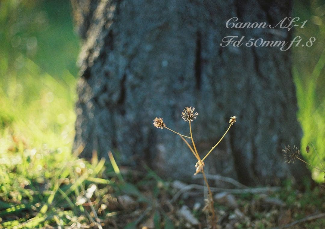 ★canon al-1★fd 50mm f1.8★完動品＊美品＊初期保証付き