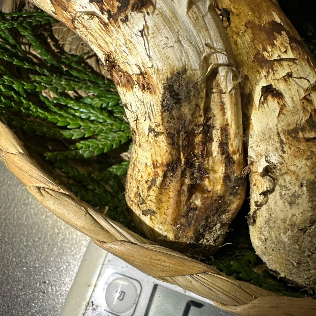 訳あり品‼️国産天然松茸‼️510g‼️