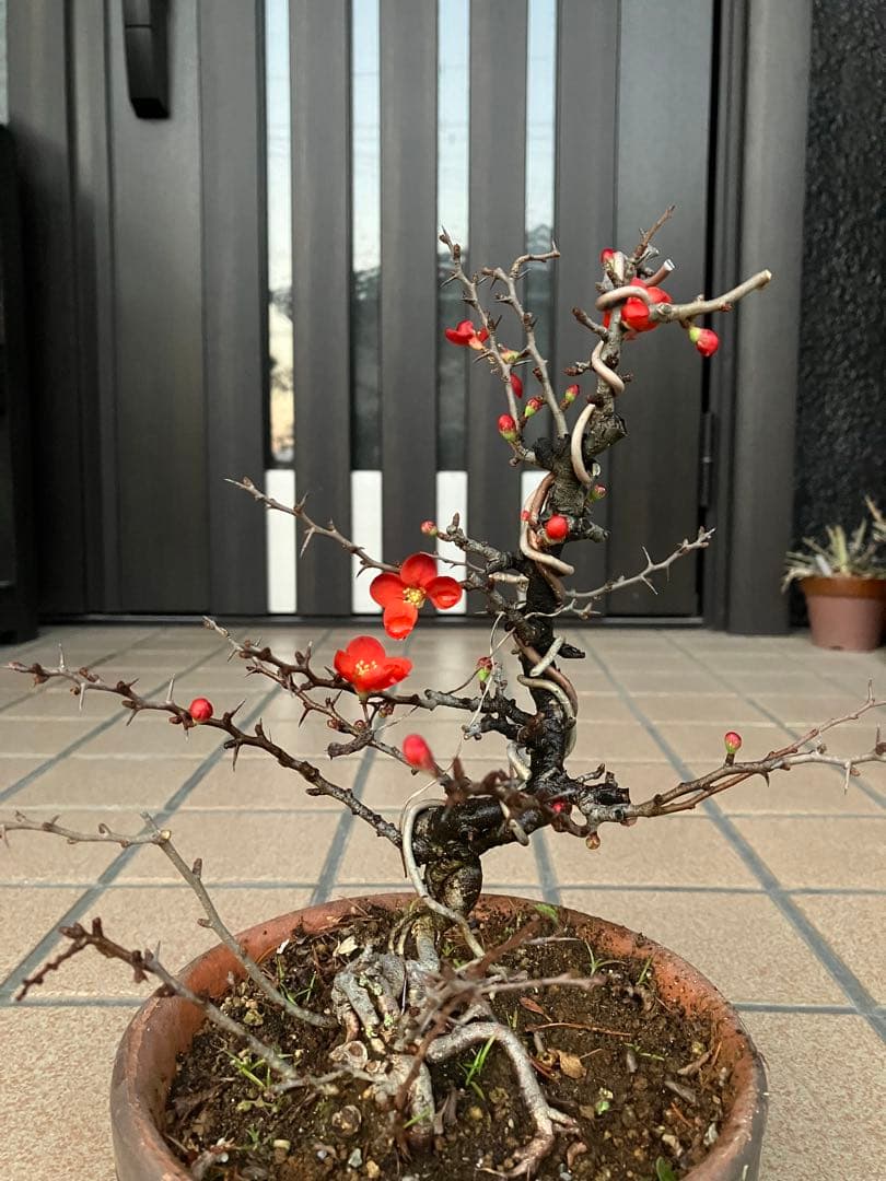 ◉長寿梅盆栽　赤花　沢山の花芽付き　持込の古い古木　極上品　日曜限定の大幅値下げ