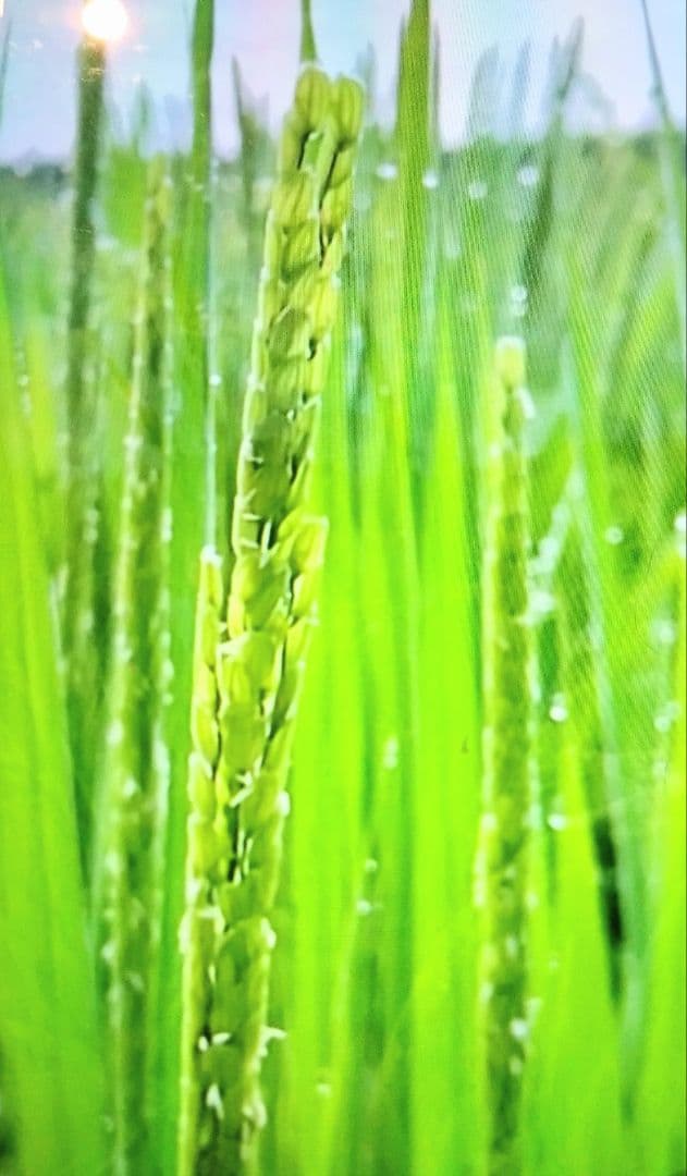 3 R7年 自然栽培米 2品種食べ比べセット10kg（5kg×2）玄米 セット