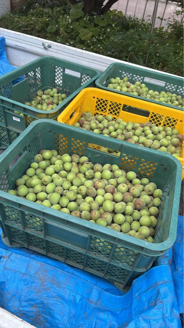 訳あり　丸干し芋 生産農家だからできると〜てもお得‼️ なまとめ売り 11kg