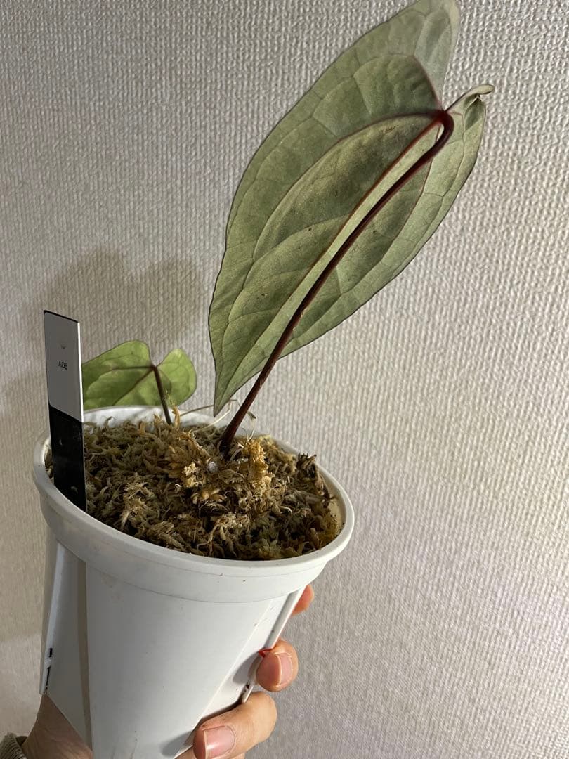 Anthurium Ace of Spades脇芽