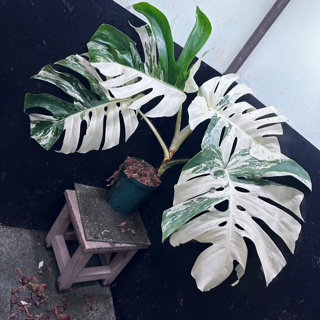 の*ん様 斑入りモンステラ ホワイトタイガー極美大株70cm白斑多