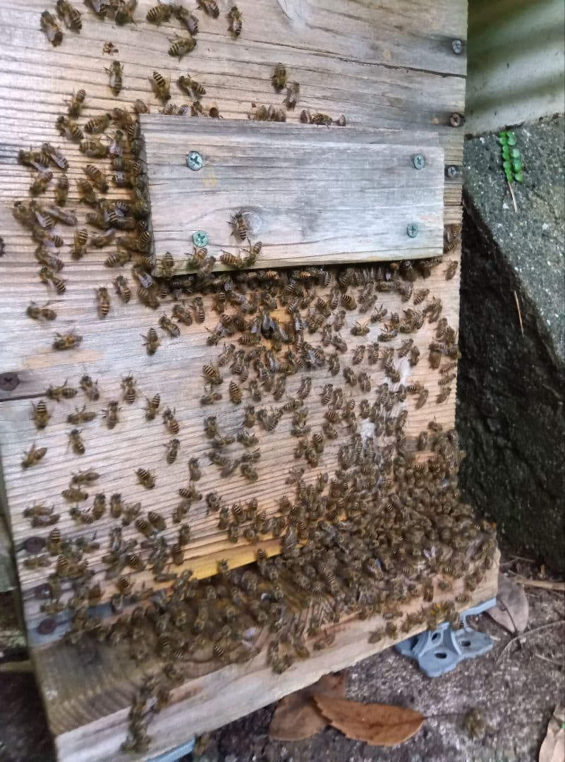 南国土佐の百花蜜　ニホンミツバチ蜂蜜　無添加　無加工　タレ 蜜