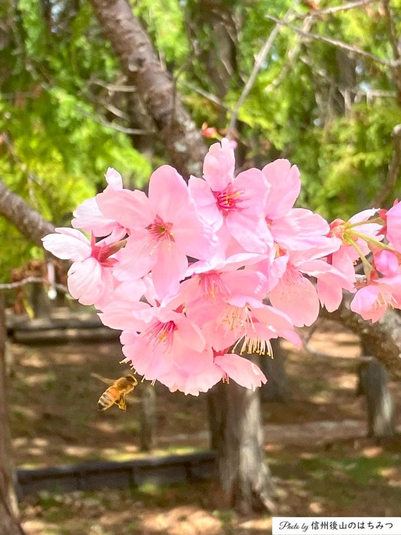 百花蜜 1000g 2本 長野県産 国産蜂蜜 はちみつ セイヨウミツバチ*