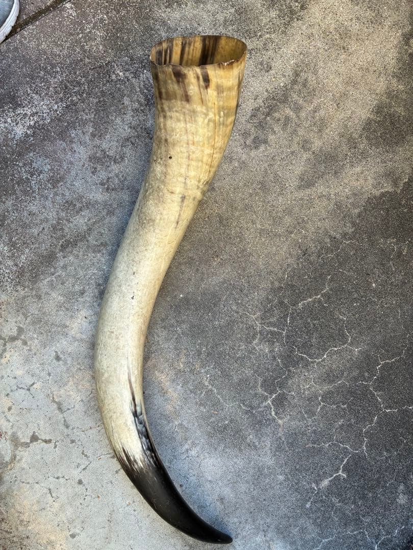 テキサスロングホーン　牛　ツノ　特大　アメリカン　インディアン　剥製