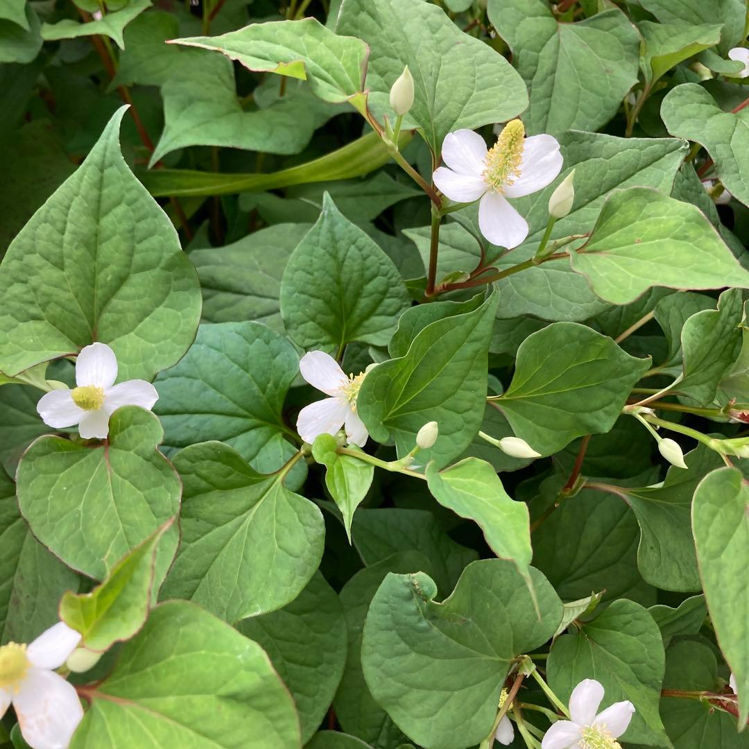 【みー画面】#515 乾燥どくだみ　どくだみ茶　開花期　2025年産