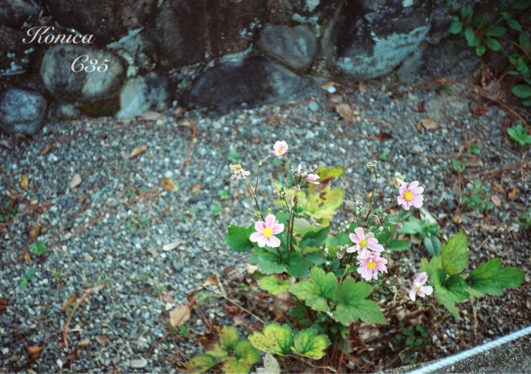 ★希少・完動品★konica c35★本革外装＊美品＊初期保証★入門に！