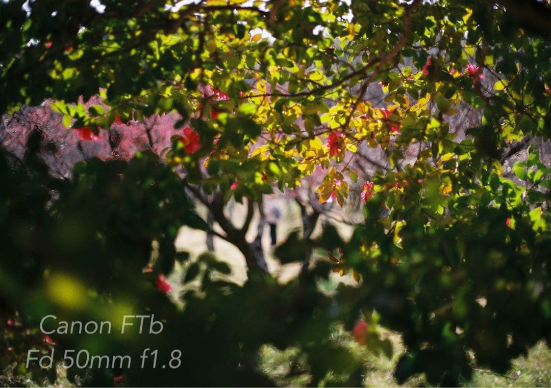 CanonFTbレンズセット★完動品＊美品＊初期保証★作例多数