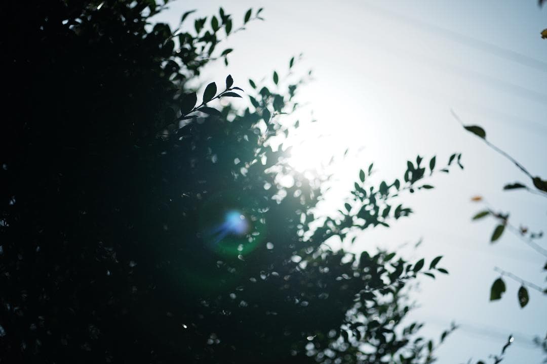 プロ検査済み未使用級◆隠れGレンズSEL85F18で子供の一瞬を作品に