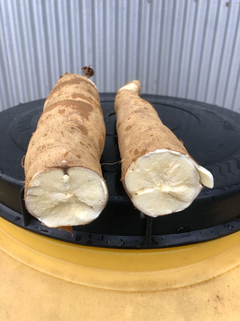 徳之島産キャッサバ生芋イエロー15キロ