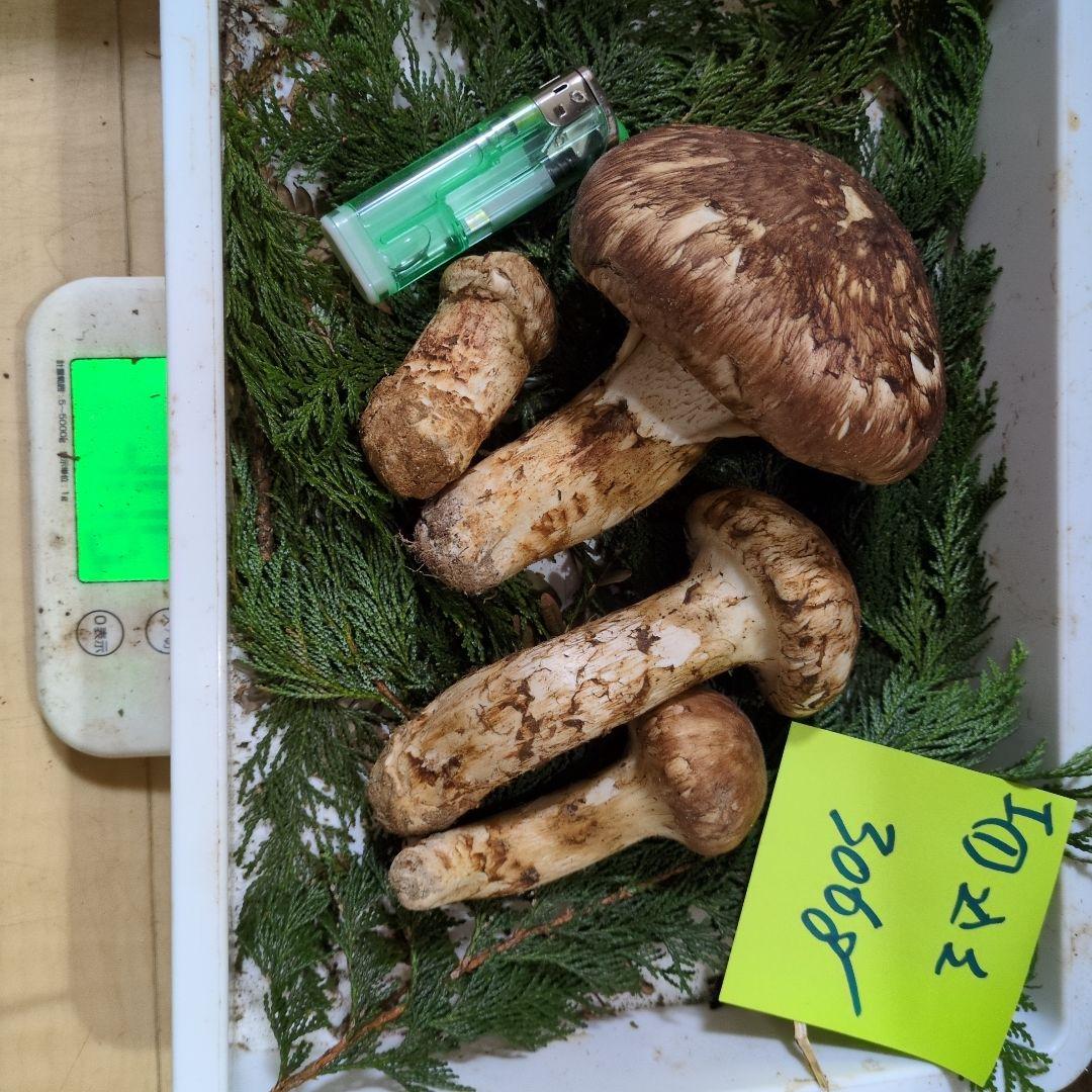 和歌山松茸　新鮮朝市　込み込み　306㌘