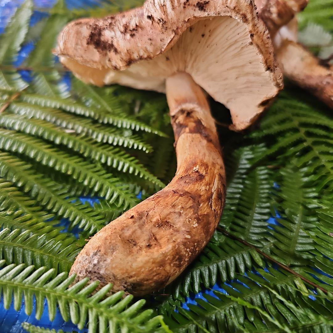 広島県産 松茸 277g　ラスト