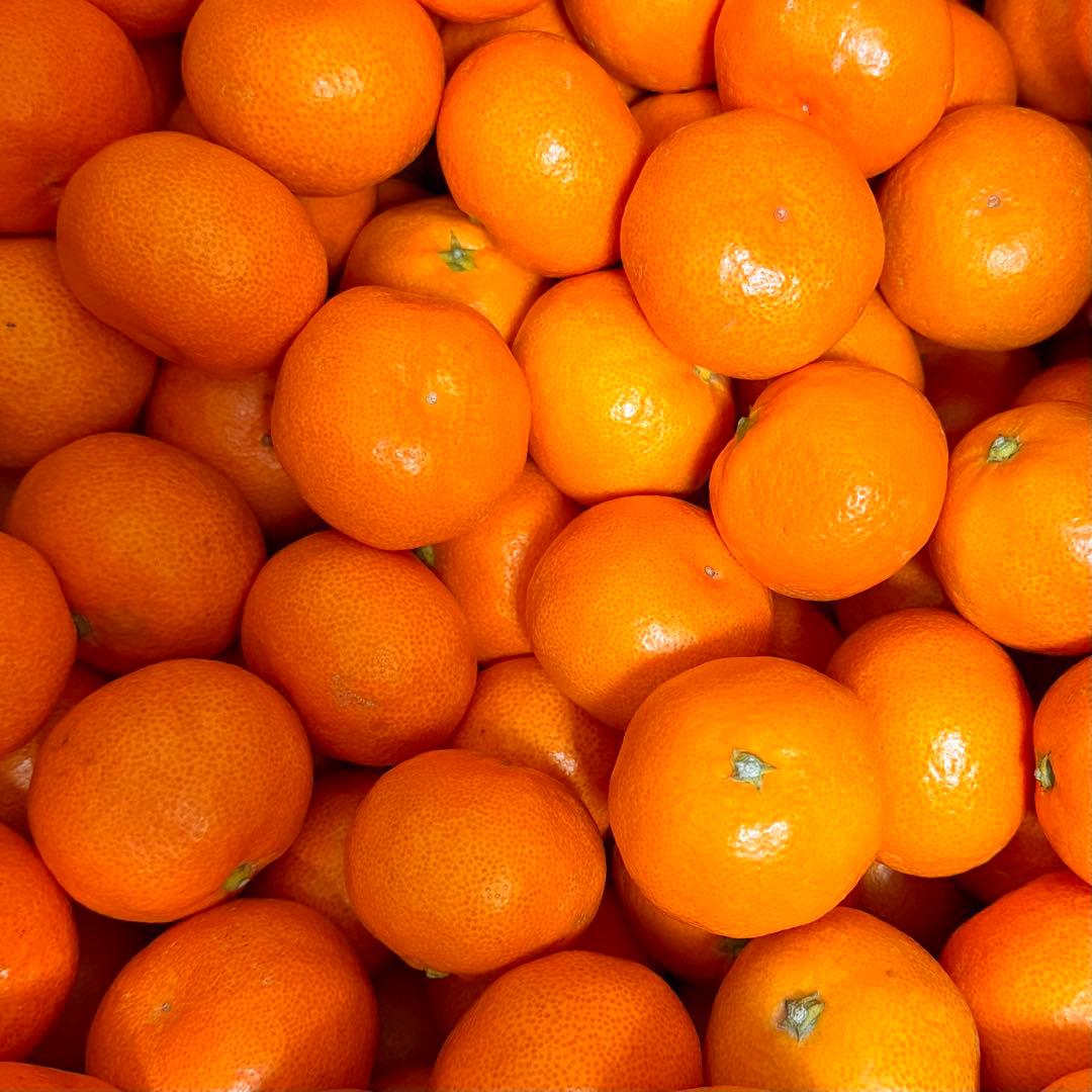 911)数量限定　甘すぎる　有田みかん　果物 　みかん　小玉　旬