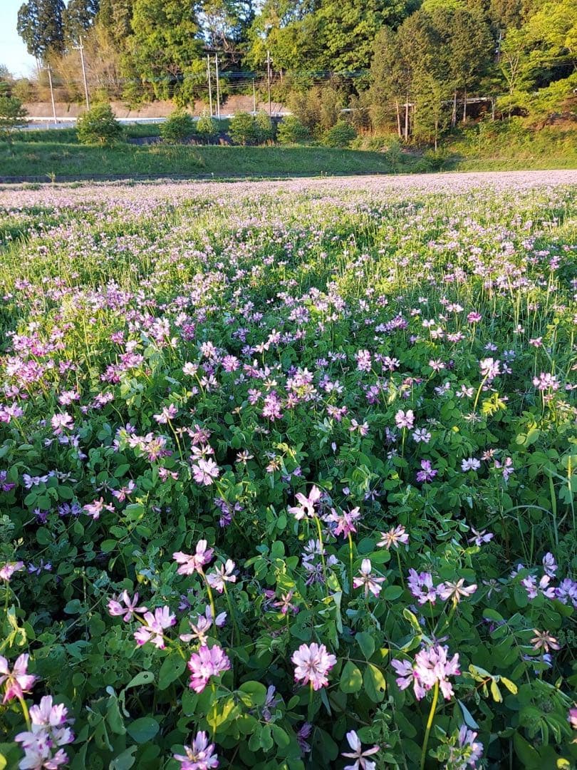 【れんげ米　玄米20.0kg コシヒカリ又はあさひの夢】　栽培期間中農薬不使用