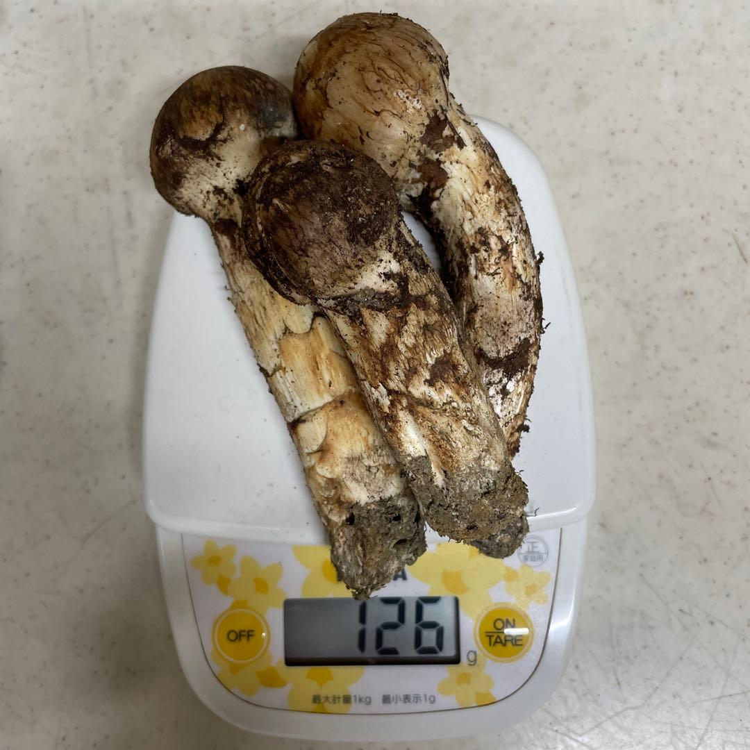 t*i様 広島県産　松茸