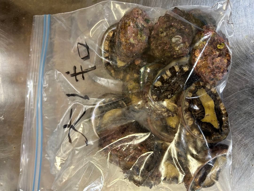 新物エゾアワビ大サイズ‼️1キロ入り‼️冷凍